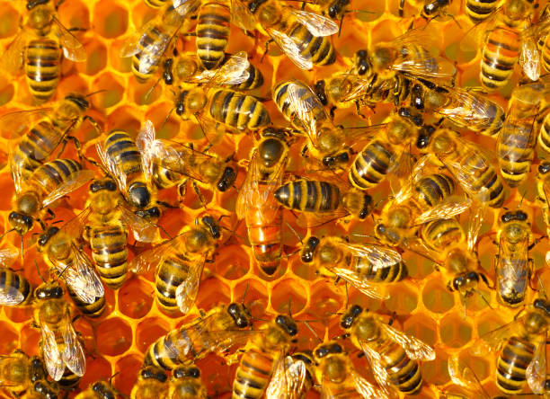 Young Queen bee begins to lay eggs in the honeycomb.