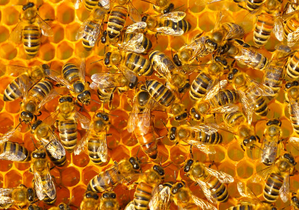 istock Queen Bee lays eggs in a honeycomb 1487486467
