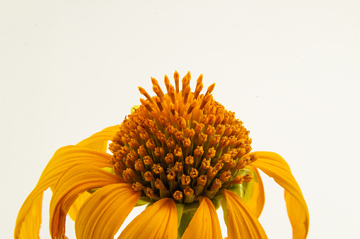 Goiânia, Goias, Brazil – May 01, 2023: Detail of a wilted sunflower flower with a white background.