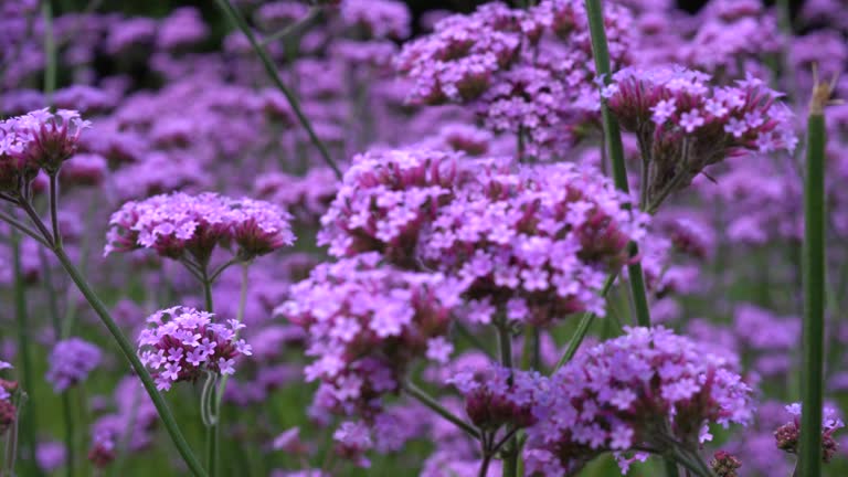 Purple verbena in the garden