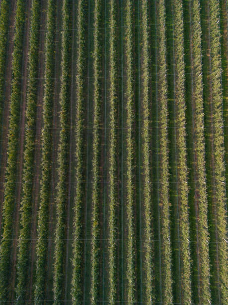 istock Aerial view of apple orchard 1487487248