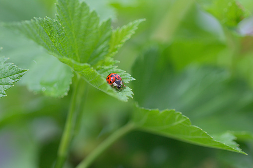 red ladybug on a green leaf in a garden in france