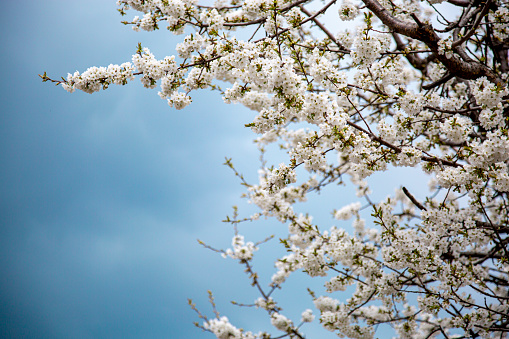 White blooming tree with moody blue cloudy sky as copy space.