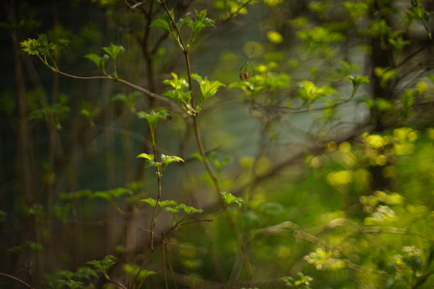 istock Hawthorn bush with fresh young leaves in spring 1487491728