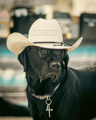A black Labrador Retriever is wearing a white hat, glasses, and a cross key around its neck.