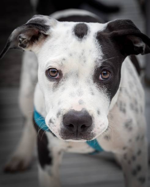 istock Black and white Pitbull with a blue collar gazes 1487492114