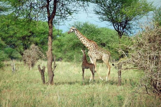 istock Maasai giraffe with baby 1487492195