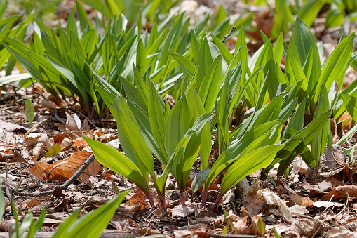 wild garlic , commonly known as ramp, ramps, spring onion,  wild leek, wood leek.  North American species of wild onion. in Canada, ramps are considered rare delicacies