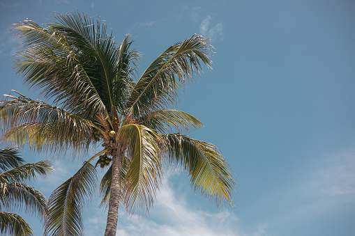 Tropical palm tree with blue sky background, summer vacation and nature travel adventure concept