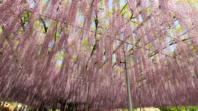 Purple wisteria flowers at Ashikaga Flower Park