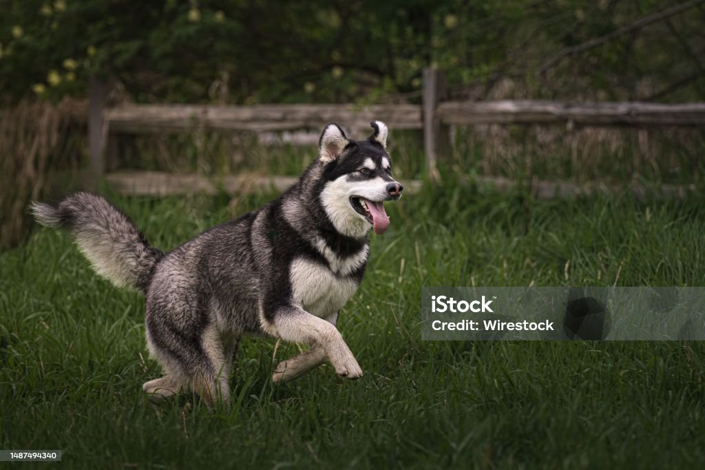 a beautiful husuky sprinting on the grass An athletic Siberian Husky running in a lush green field, viewed from the side Agility Stock Photo