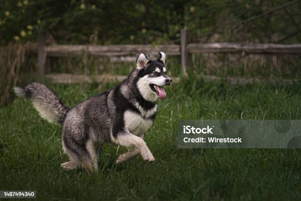 A Beautiful Husuky Sprinting On The Grass Stock Photo - Download Image Now - Agility, Animal Wildlife, Canine - Animal