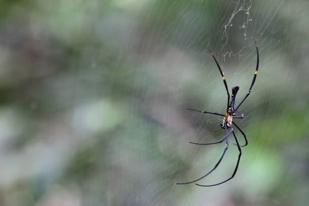 istock Macro shot of a Nephila pilipes on a spider web 1487495415