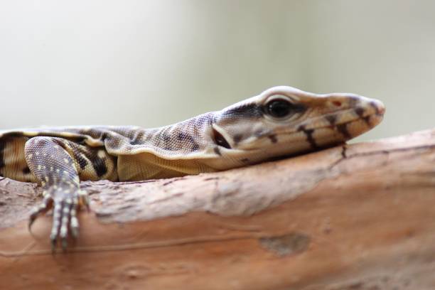 istock Closeup of a lizard perched on a wooden log 1487495419