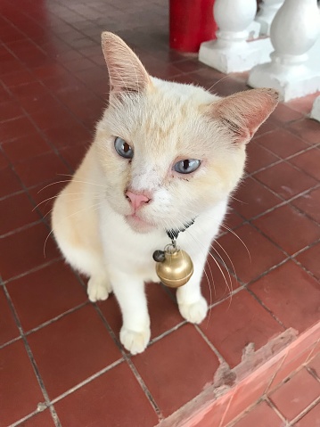 white cat wearing golden bell
