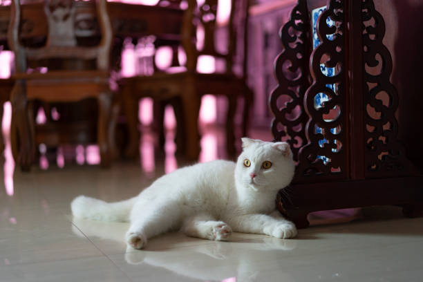 A cute pure white British short pet cat, British shorthair cat