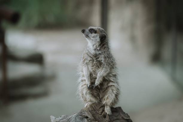istock Closeup of a meerkat perched on a tree log 1487496811