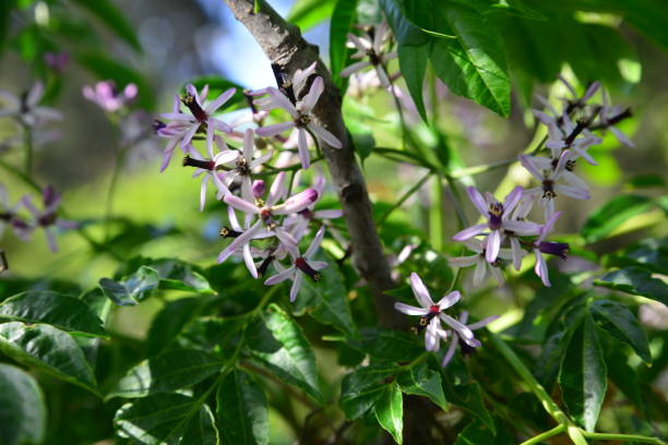 istock Melia Azedarach tree flowers and fruits 1487496860