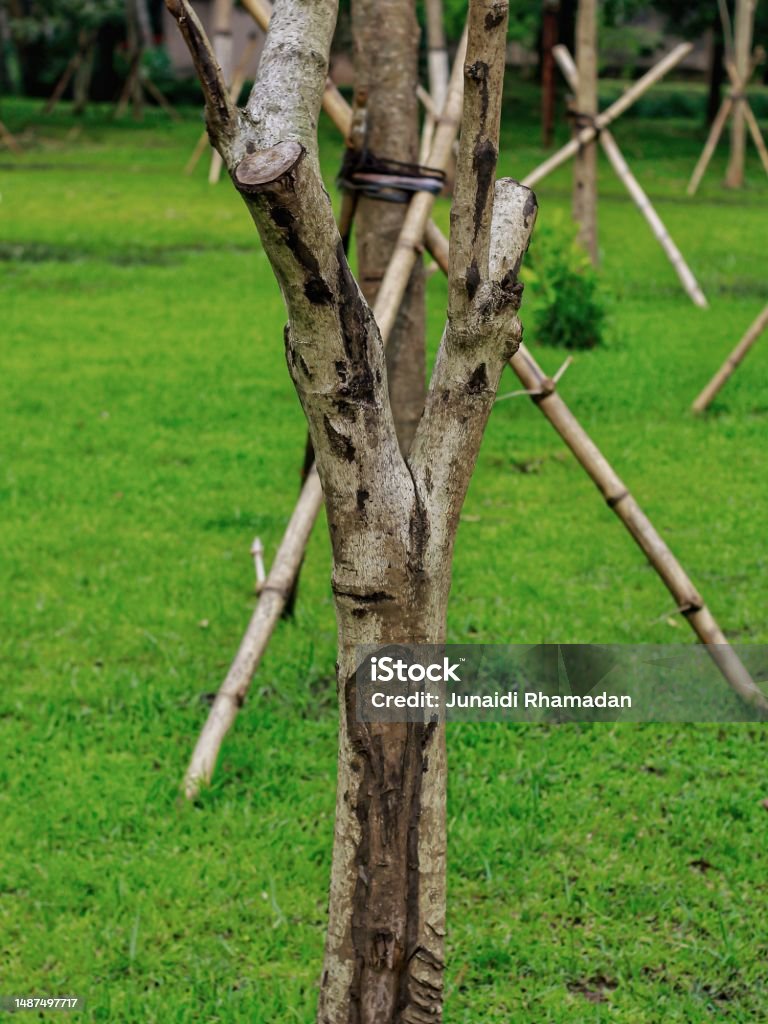 To Prop Up Tree Trees Propped Up By Bamboo Sticks In The Garden Stock Photo - Download ...