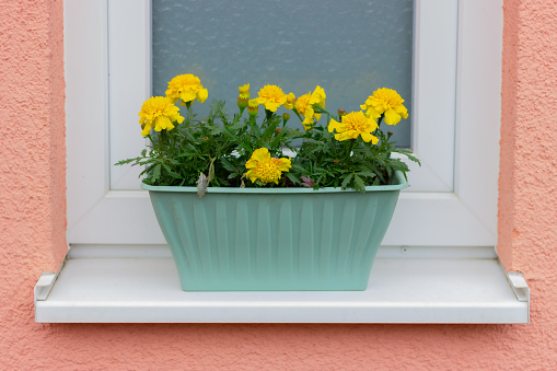yellow marigold flowers in a flower pot on the windowsill