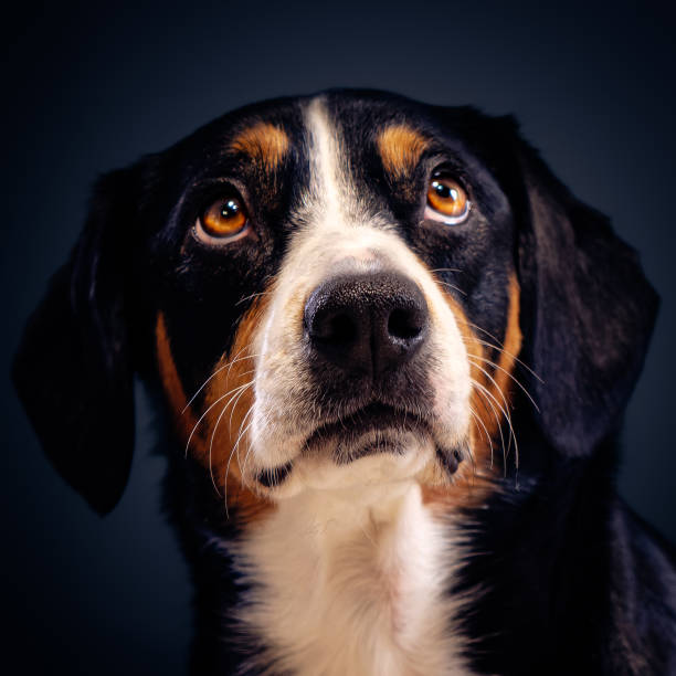 istock Beautiful little dog 1487500104