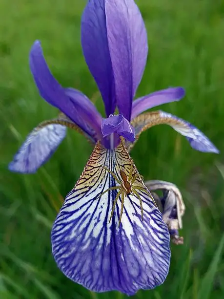 Sibirische Iris und Spinne