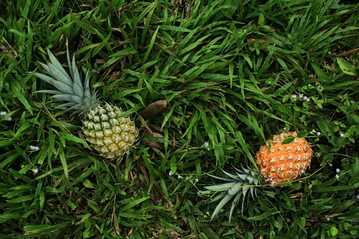 two pineapples on the grass