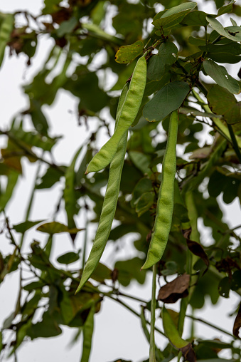 Closeup of long-shaped fruit of Bauhinia tree