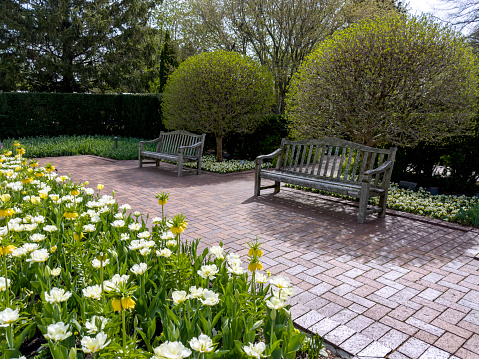 Two benches in a tulip and fritillaria garden