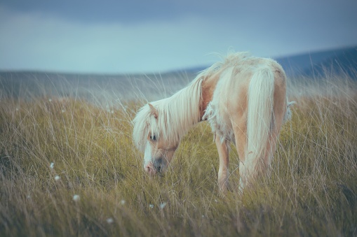 A majestic white horse standing in a lush, grassy field
