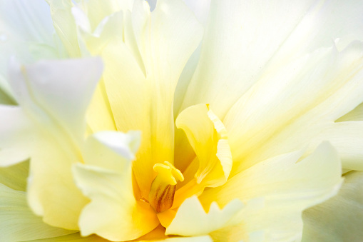 Abstract image of a beautiful tulip