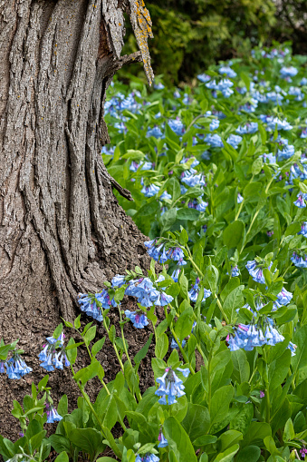 Virginia Bluebells at the base of a tree