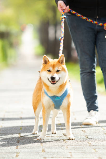Closeup of a Shiba Inu dog while bing walked by the owner woman