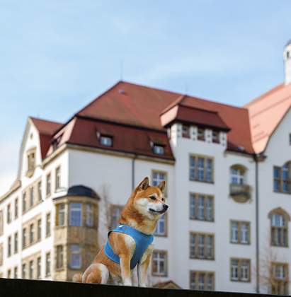 Shiba Inu dog poses for a portrait while standing on top of stair way in a public park of the city