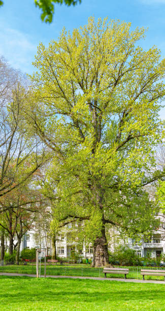 istock Beautiful and impressive old and tall tree blooming in early springtime 1487506696