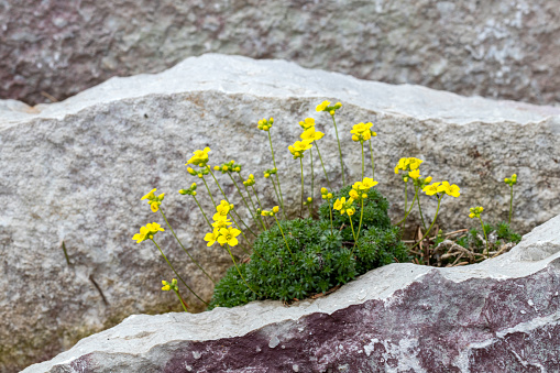 Wildflowers growing in between slabs of stone