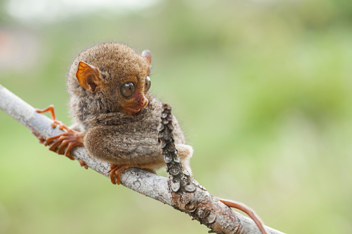 Tarsiers or in our area of ​​Kalimantan we are called \