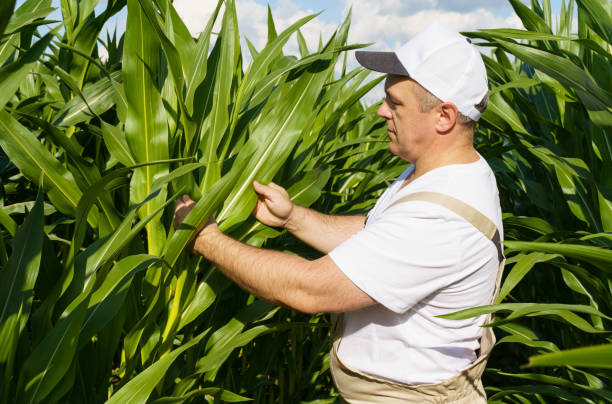 istock A farmer inspects a field with growing corn, looks at the leaves. 1487508405