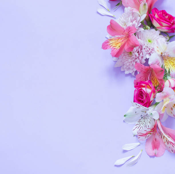 istock alstroemeriaand chrysanthemums  flowers on violet  background 1487509049