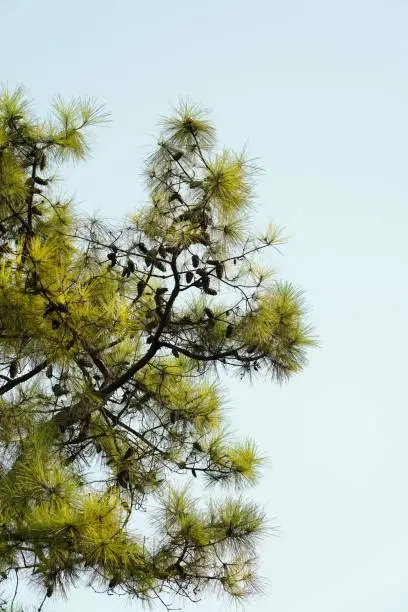 Photo of a pine tree top with a cluster of cones