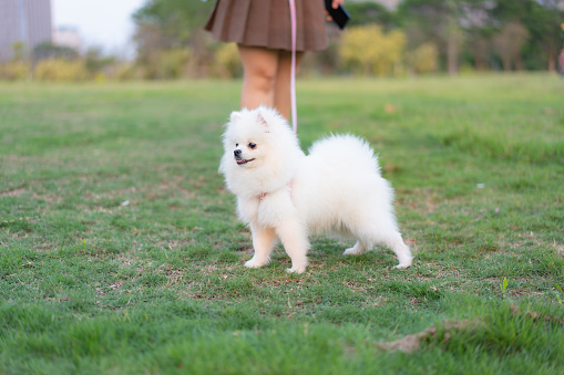 Little girl and white Pomeranian happily play and fight in city park, modern city life concept