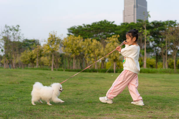 Little girl and white Pomeranian happily play and fight in city park, modern city life concept