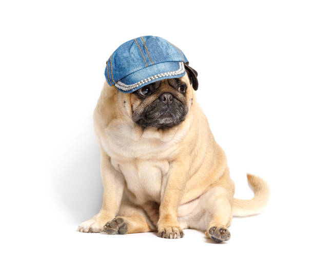 istock Purebred funny dog pug in a denim baseball cap sits on a white background. 1487510512