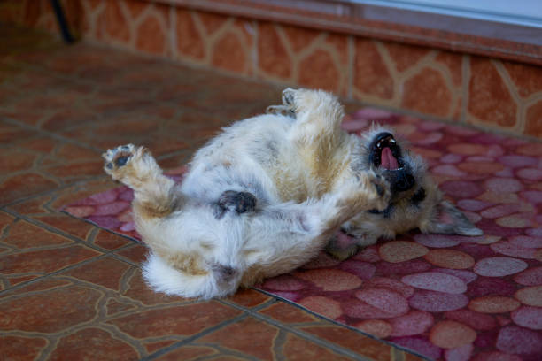 A cute little dog yawning