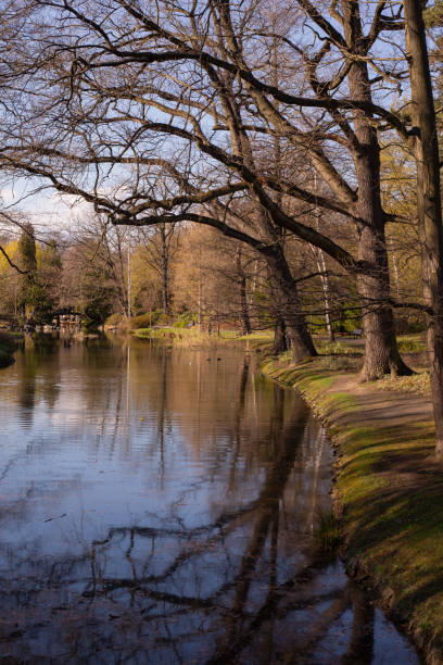 istock Huge old oaks above river. Early Spring City Park Landscape. 1487512402