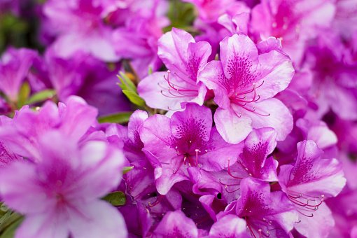 Close-up of azaleas blooming in the sunshine at the Ravine Gardens State Park near Palatka Florida