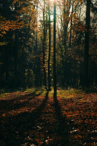 istock Rays of sunlight shining through lush foliage in a peaceful woodland setting 1487513214
