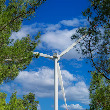 wind turbine seen among pine trees