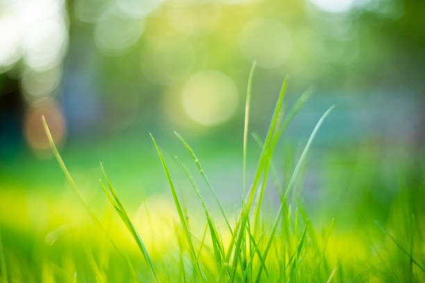 istock low angle close-up of wild spring meadow in backlight of golden hour, 2023, horizontal format 1487514767