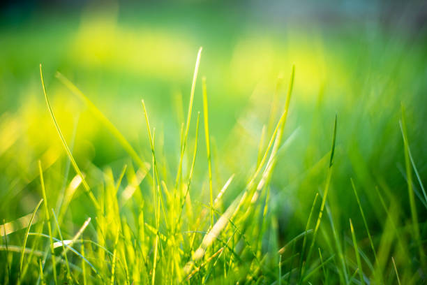 istock low angle close-up of wild spring meadow in backlight of golden hour, 2023, horizontal format 1487515807